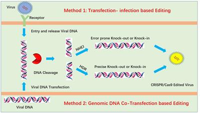 Genome editing of pseudorabies virus in the CRISPR/Cas9 era: a mini-review